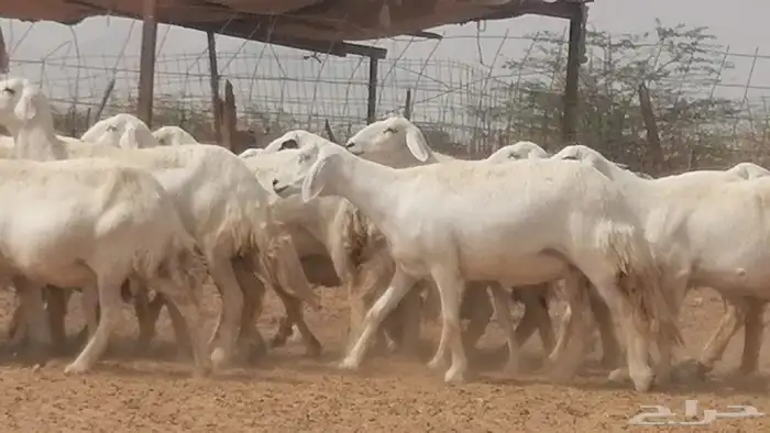 غنم حرية حرش دفع ضان حريات جروم 18 رأس طائفية 27