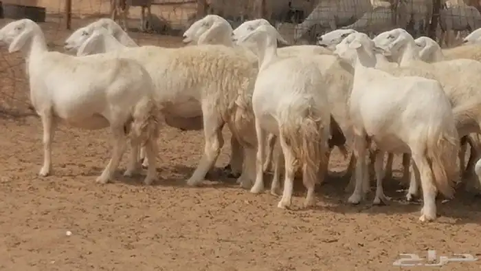 غنم حرية حرش دفع ضان حريات جروم 18 رأس طائفية 24
