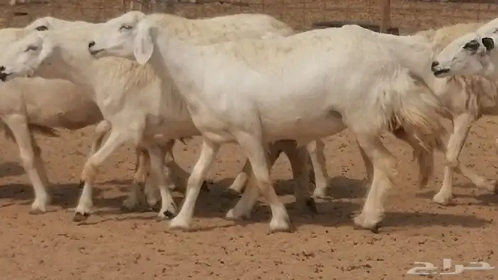 غنم حرية حرش دفع ضان حريات جروم 18 رأس طائفية 25