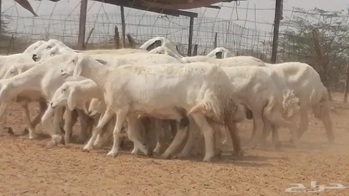 غنم حرية حرش دفع ضان حريات جروم 18 رأس طائفية 14