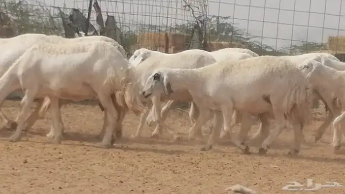 غنم حرية حرش دفع ضان حريات جروم 18 رأس طائفية 4