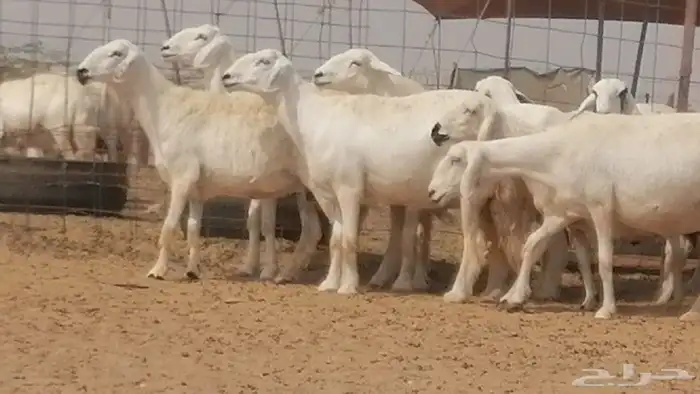 غنم حرية حرش دفع ضان حريات جروم 18 رأس طائفية 34