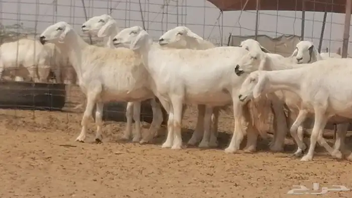 غنم حرية حرش دفع ضان حريات جروم 18 رأس طائفية 31