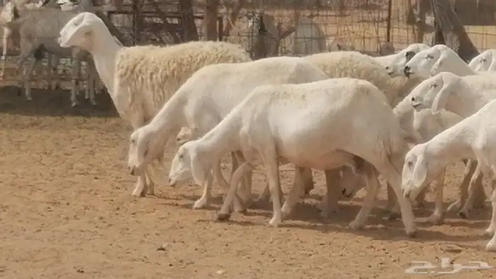 غنم حرية حرش دفع ضان حريات جروم 18 رأس طائفية 5