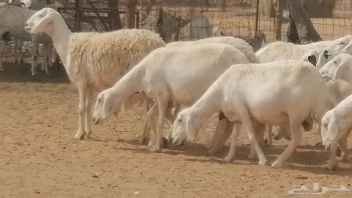 غنم حرية حرش دفع ضان حريات جروم 18 رأس طائفية 7