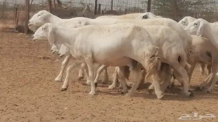 غنم حرية حرش دفع ضان حريات جروم 18 رأس طائفية 12