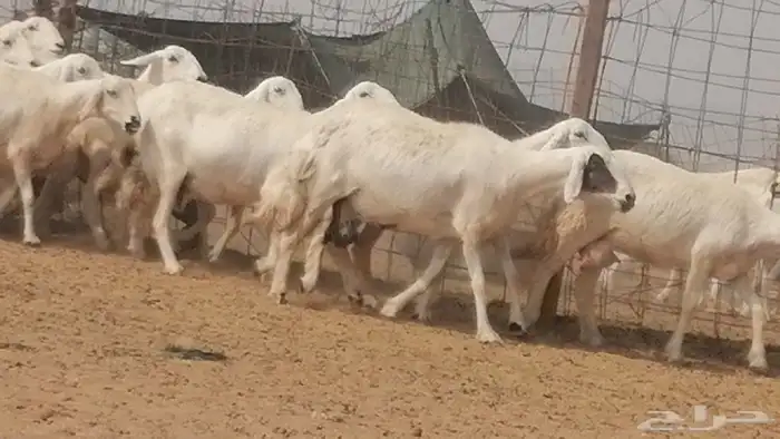 غنم حرية حرش دفع ضان حريات جروم 18 رأس طائفية 17