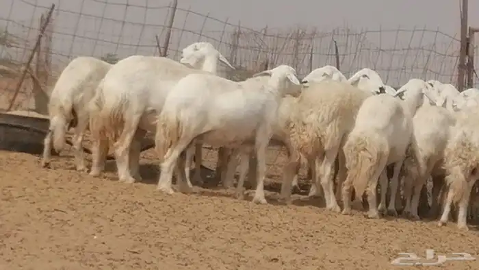 غنم حرية حرش دفع ضان حريات جروم 18 رأس طائفية 23