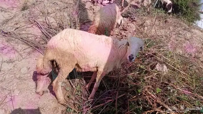 خروف عمره 6 شهور بصحة ممتازه 4