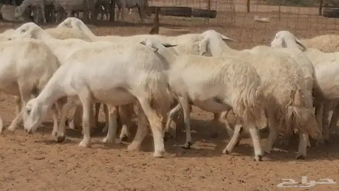 غنم حرية حرش دفع ضان حريات جروم 18 رأس طائفية 26