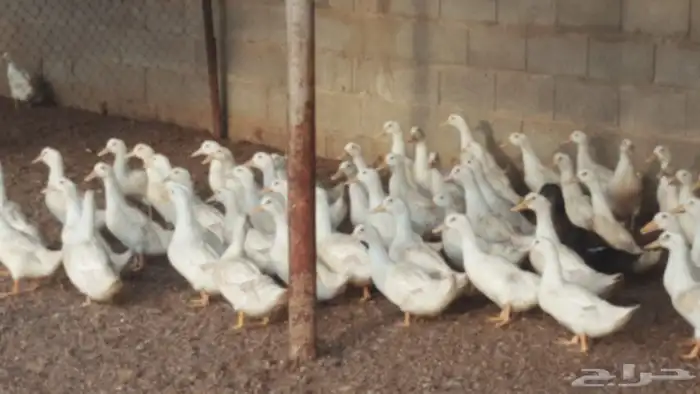 مطلوب بط بكيني عمر ثلاث شهور سعر مناسب 1