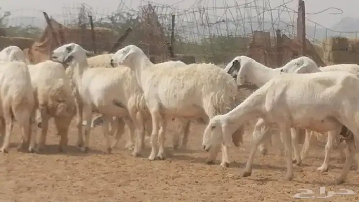 غنم حرية حرش دفع ضان حريات جروم 18 رأس طائفية 10