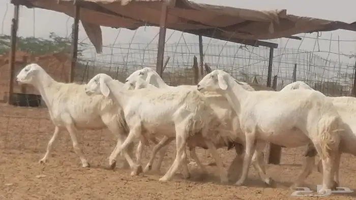 غنم حرية حرش دفع ضان حريات جروم 18 رأس طائفية 33