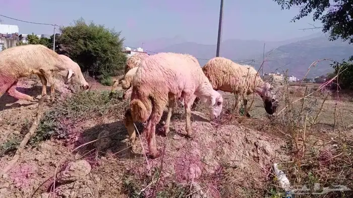 خروف عمره 6 شهور بصحة ممتازه 1