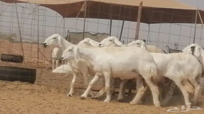 غنم حرية حرش دفع ضان حريات جروم 18 رأس طائفية 19