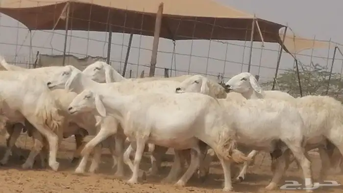 غنم حرية حرش دفع ضان حريات جروم 18 رأس طائفية 16