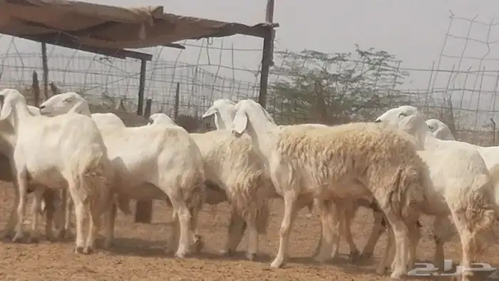غنم حرية حرش دفع ضان حريات جروم 18 رأس طائفية 28