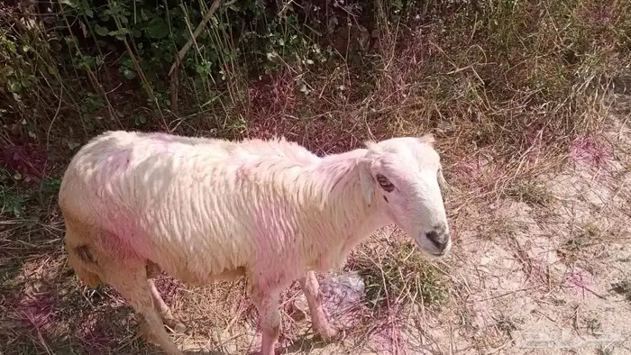 خروف عمره 6 شهور بصحة ممتازه 3