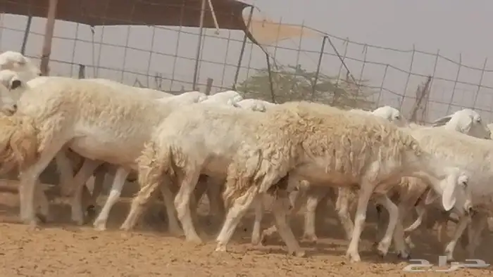 غنم حرية حرش دفع ضان حريات جروم 18 رأس طائفية 20