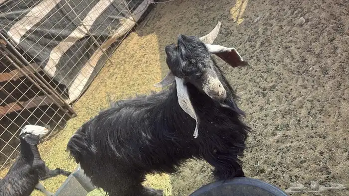 تيس ثني عارضي للبيع سيم 1500 1