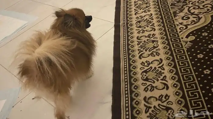 كلب للبيع انثى ل يجي اله الصامل 4