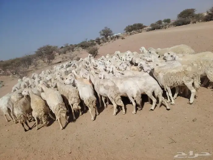 غنم طيبه مرح واحد 0