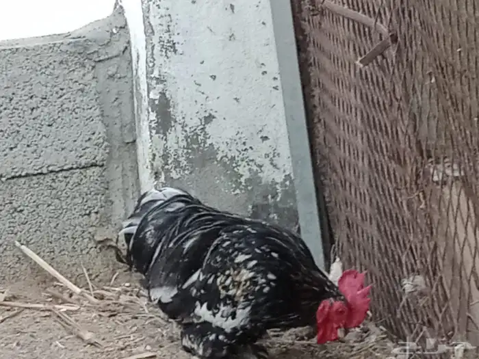 دجاج كوشن 10