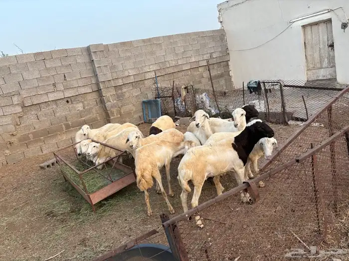 خرفان للبيع 1