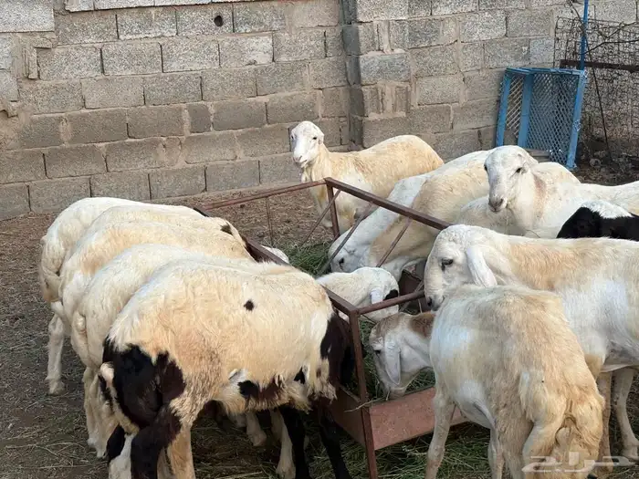 خرفان للبيع 5