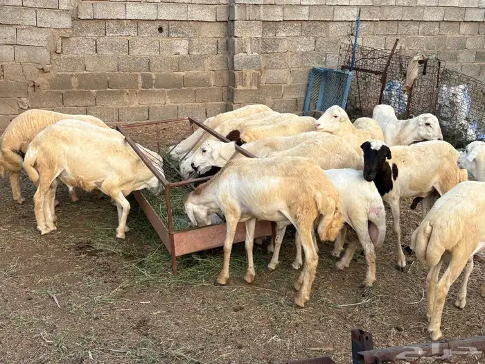 خرفان للبيع 4