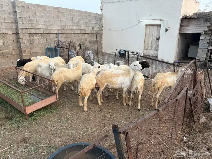 خرفان للبيع 0