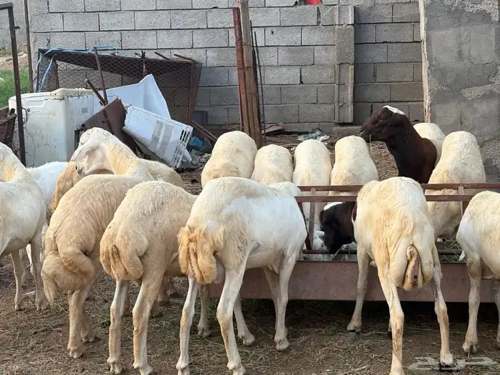 خرفان للبيع 8