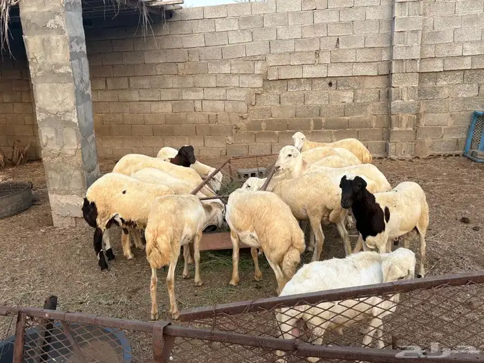خرفان للبيع 7