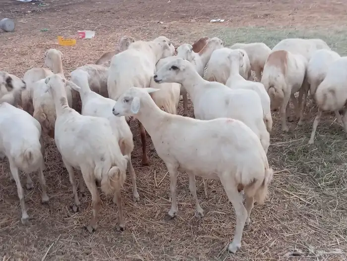 يوجد لدينا ضان رفيديات للبيع العدد 150راس دوافع مضاريع قرايب 1