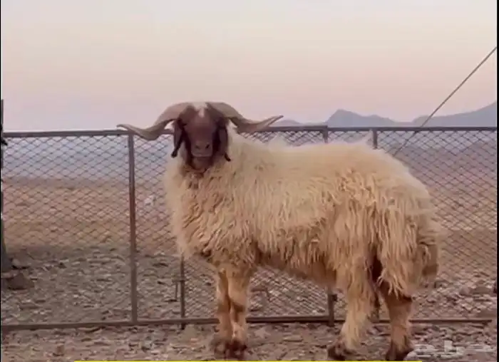 خروف فحل نعيم 0