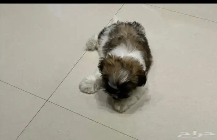 اريد كلبة تشبه هذي الي بالصورة 0