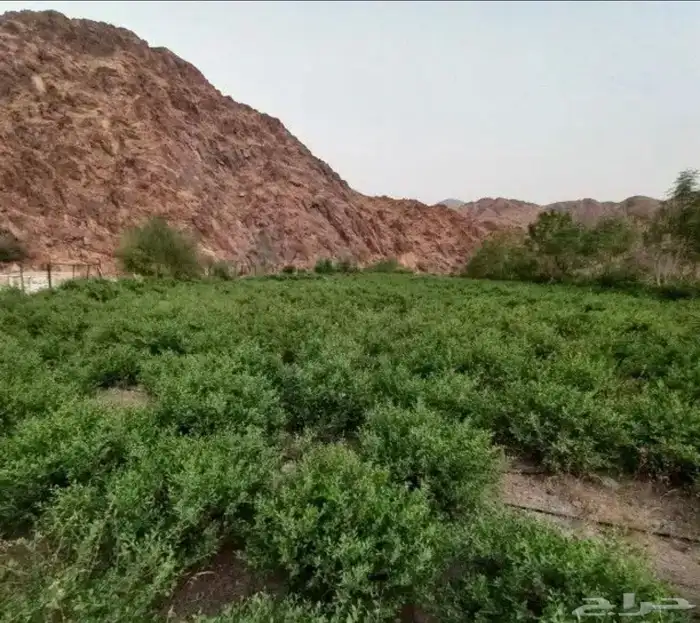 حناء وسدر ومشاط المدينة فرشش ونظيف 0