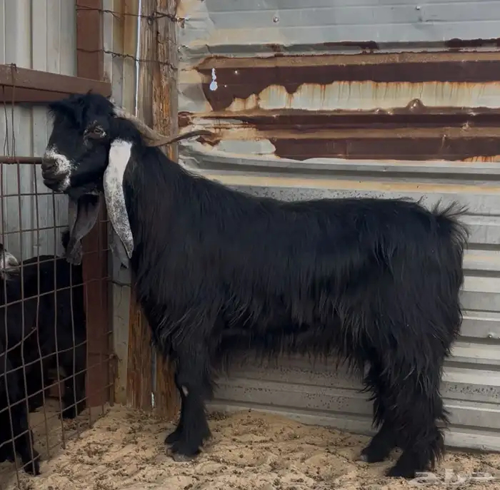 للبيع فحل عارضي طيب 0