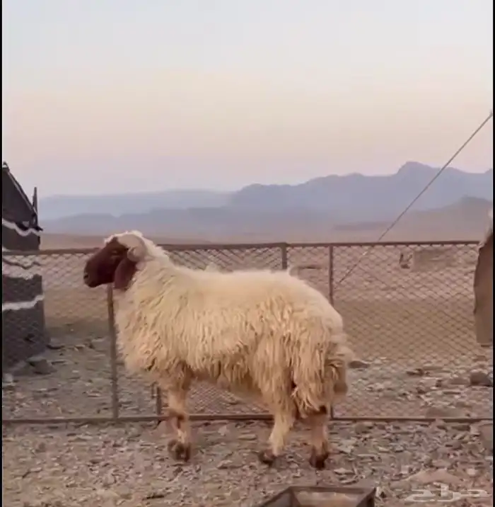 خروف فحل نعيم 1