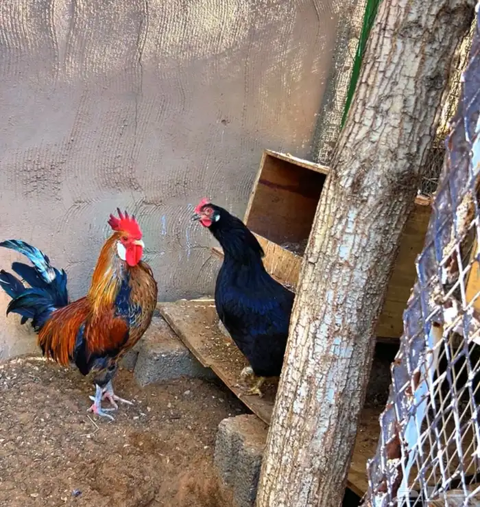 ديك ودجاجه بلدي والون المميز 2