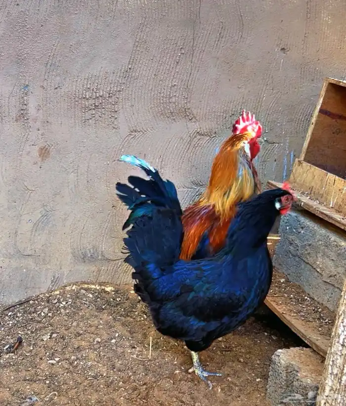 ديك ودجاجه بلدي والون المميز 1
