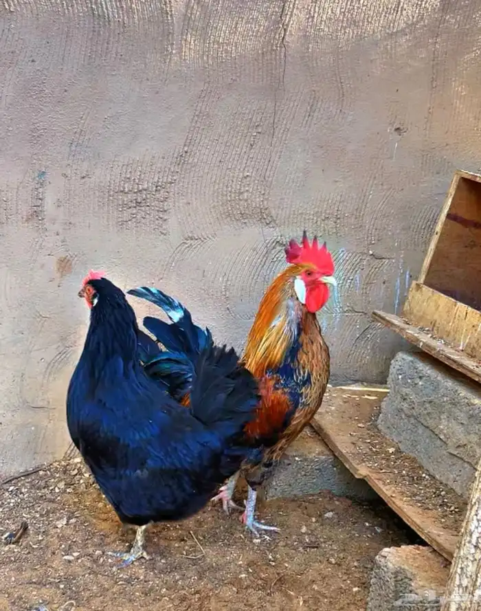 ديك ودجاجه بلدي والون المميز 0