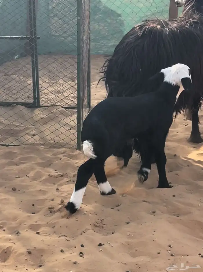 سدس متبع بخروف روم وسلم 1