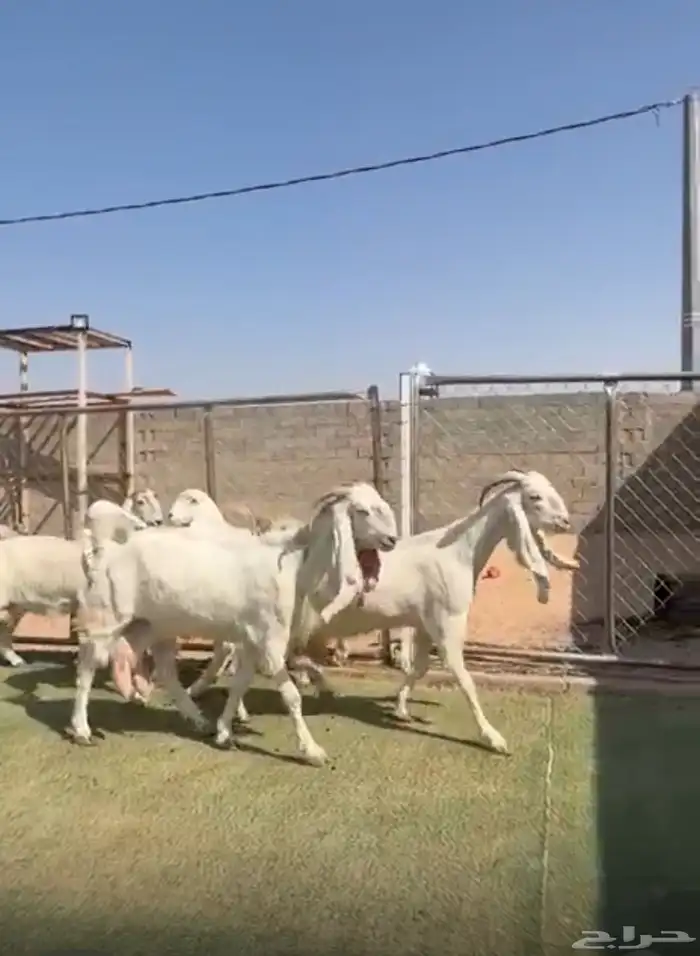 معزاء مطورات ومصريات متاوويم 0