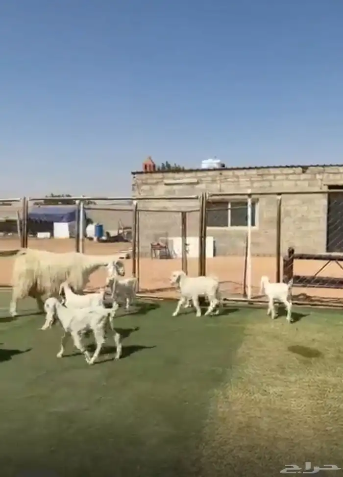 معزاء مطورات ومصريات متاوويم 2