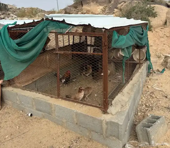 شبوك دجاج حمام ارانب 7