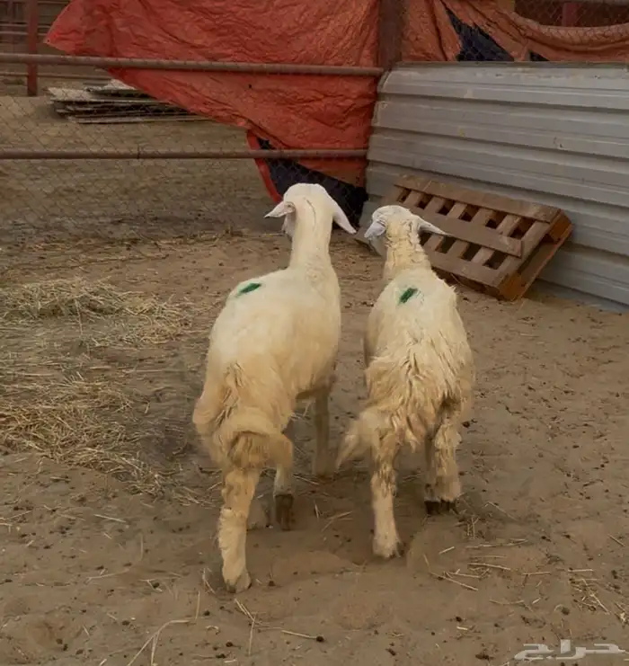 نعيمي او حري تمارا مع الذبح والتوصيل 1