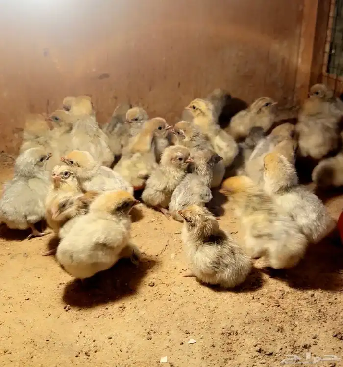 صوص فيومي قولد سلاله نقيه وحجام كبيره 1