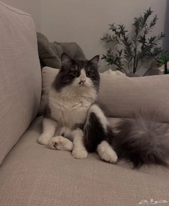 قط شيرازي للتبني 0