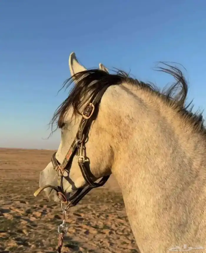 مهره عربيه اصيله للبيع 0